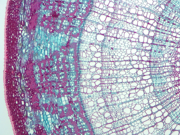 Tilia Stem CS Slides - Tilia Stem CS 05 100X